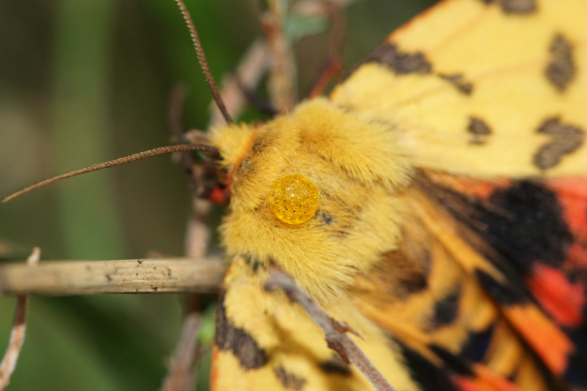 Foto: Jeroen Voogd; Veluwe