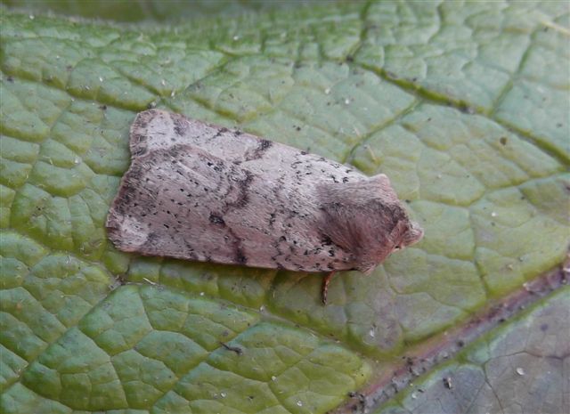 Foto: Jan Scheffer; 09-12-2013