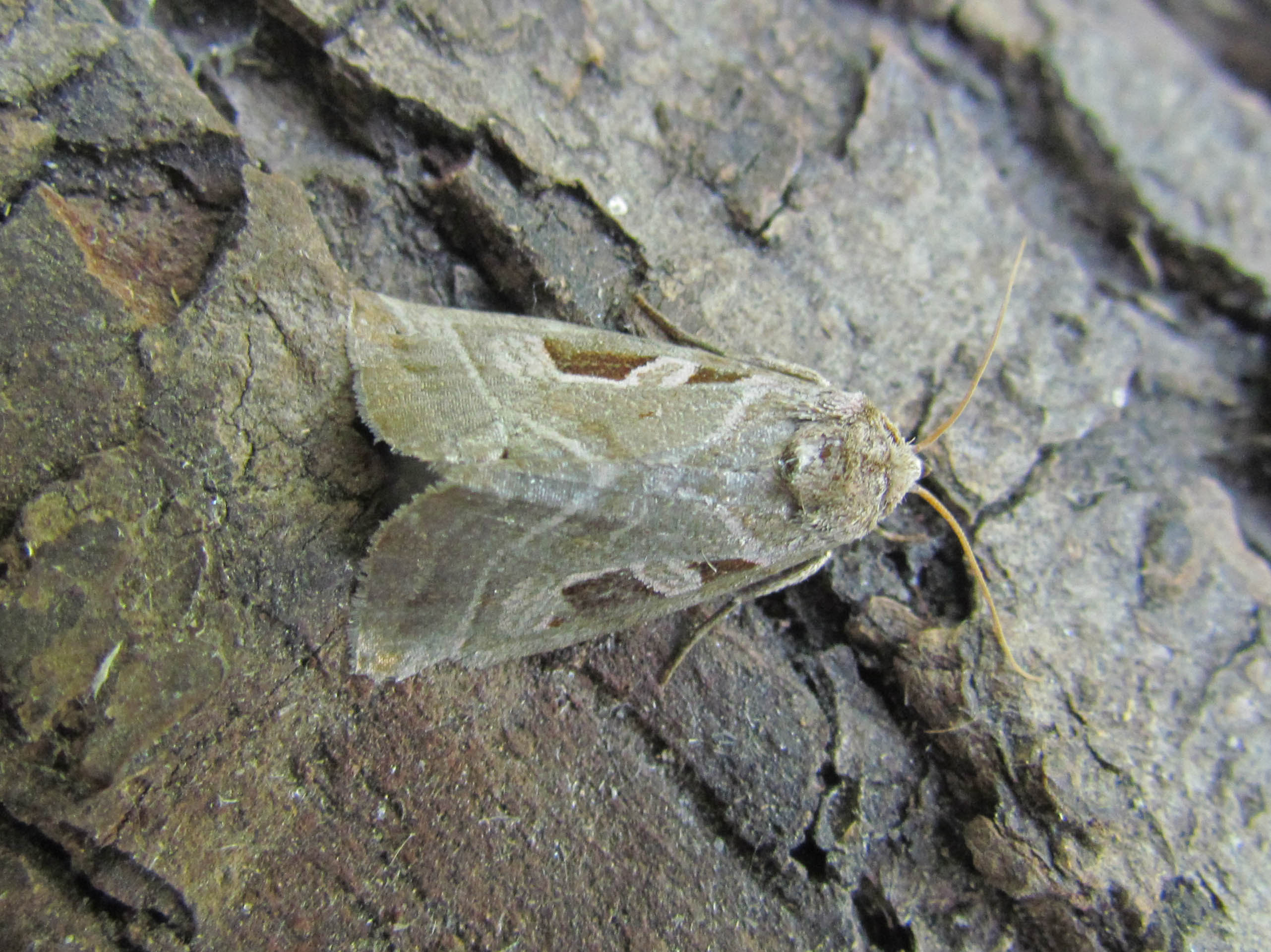 Foto: Siep Sinnema, Delleboersterheide, 19-7-2014