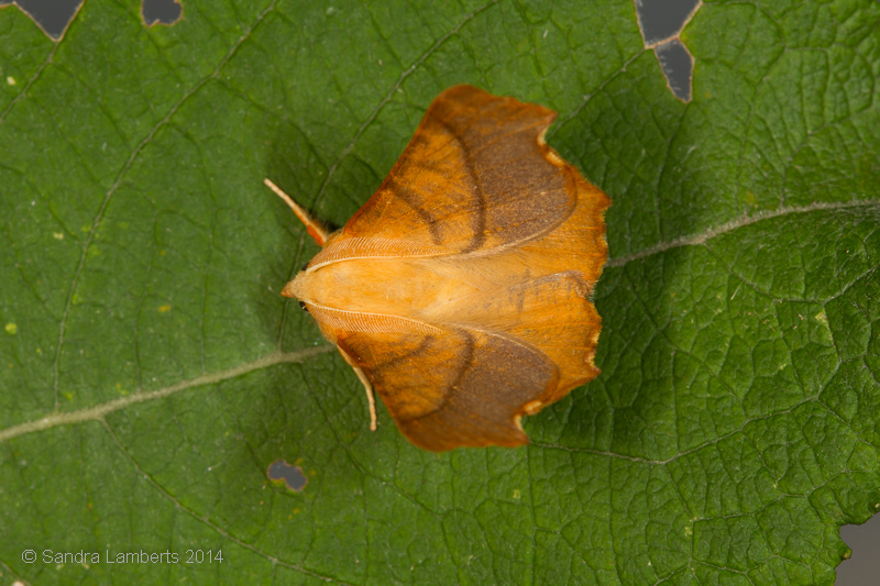 Foto: Sandra Lamberts