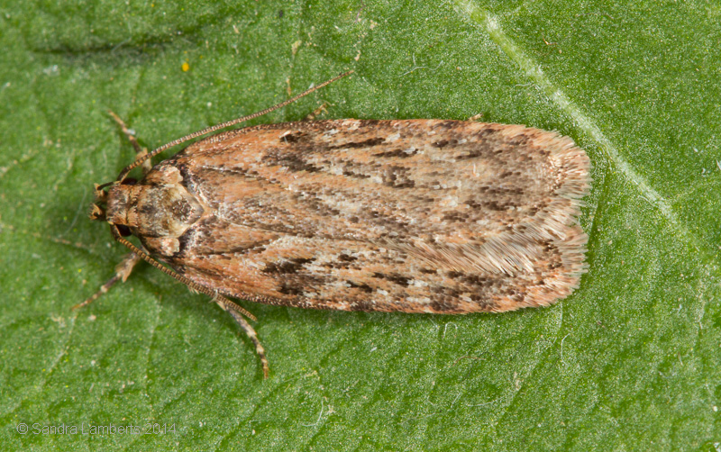 Foto: Sandra Lamberts