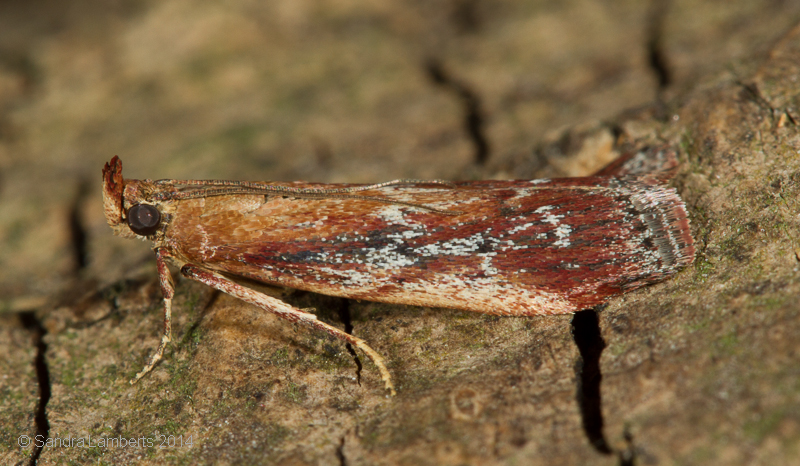 Foto: Sandra Lamberts