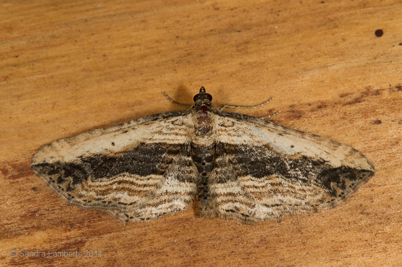 Foto: Sandra lamberts