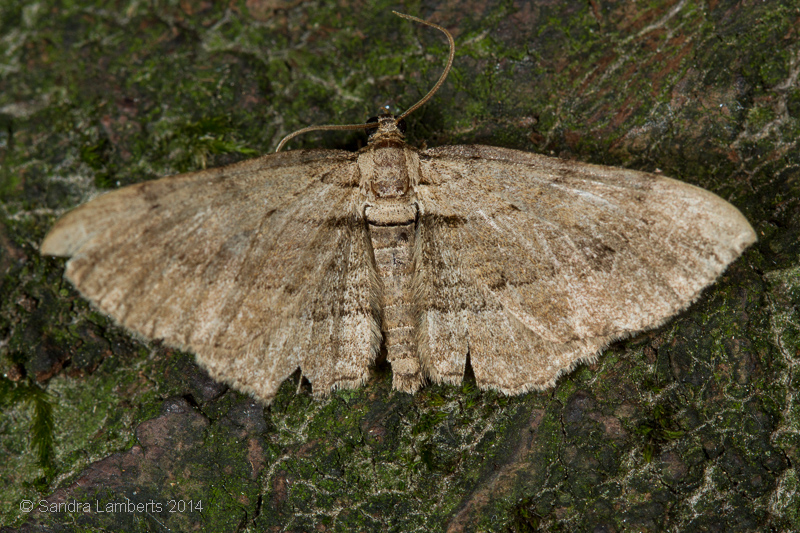 Foto: Sandra Lamberts