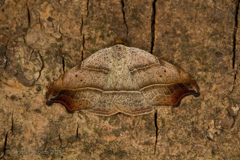 Foto: Sandra Lamberts