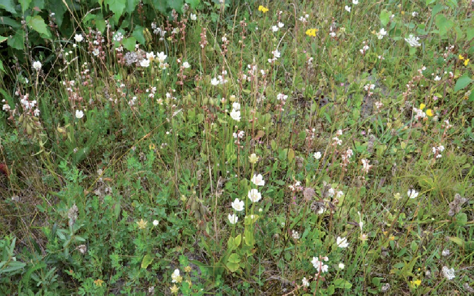 Foto: Gerrit Tuinstra